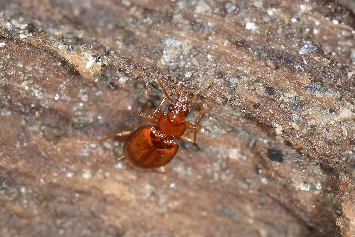 Porotachys bisulcatus (Carabidae)  - Avigliana (TO)